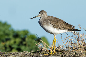 Greater Yellowlegs, Tringa melanoleuca