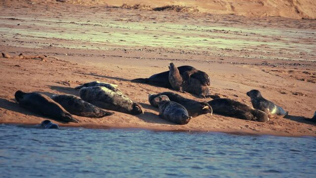 Grey Seals on a sandy beach in North East Scotland