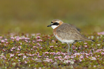 Lesser Sand Plover, Charadrius mongolus stegmanni