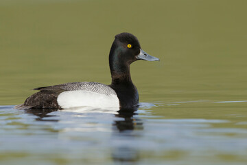 Lesser Scaup, Aythya affinis
