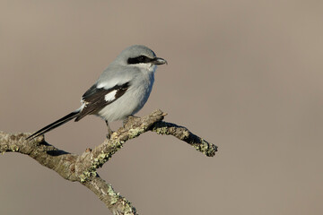 Loggerhead Shrike, Lanius ludovicianus