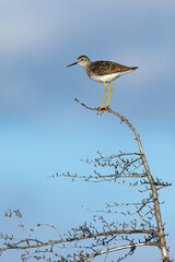 Lesser Yellowlegs, Tringa flavipes