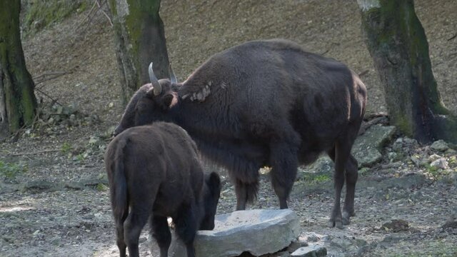 Close-up shot of bison eating with its calf at the Dominican Republic Zoo