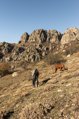 Couple of horses graze on mountine pasture in afternoon. Crimea, Yalta region, Mount Demirci.