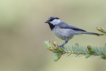 Obraz premium Mountain Chickadee, Poecile gambeli