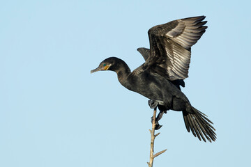 Neotropic Cormorant, Phalacrocorax brasilianus
