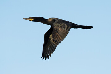 Neotropic Cormorant, Phalacrocorax brasilianus