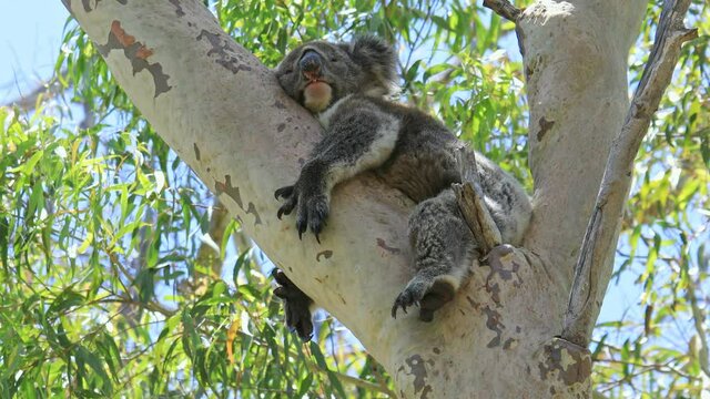 A koala on a eucalyptus tree of the Yanchep National Park, Western Australia. Wild Koala outdoor in the wilderness.