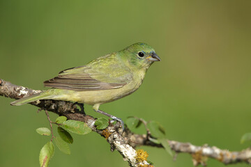 Painted Bunting, Passerina ciris