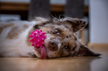 hund mit corona ball
