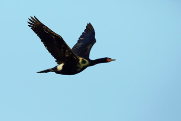 Pelagic Cormorant, Phalacrocorax pelagicus
