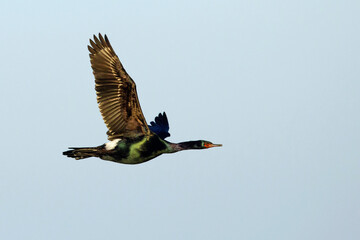 Obraz premium Pelagic Cormorant, Phalacrocorax pelagicus