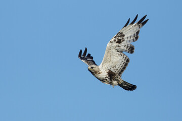 American Rough-legged Hawk, Buteo lagopus kamtchatkensis