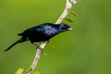 Shiny Cowbird, Molothrus bonariensis