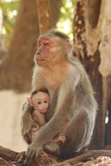 A beautiful portrait picture of a mother monkey and her infant.