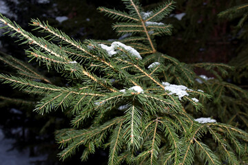 snow covered needles