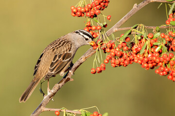 White-crowned Sparrow, Zonotrichia leucophrys