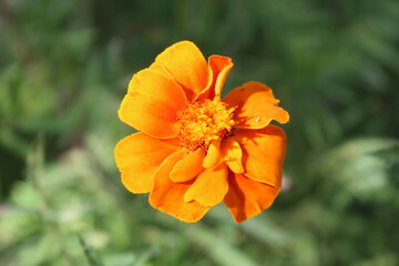 orange flower in the garden