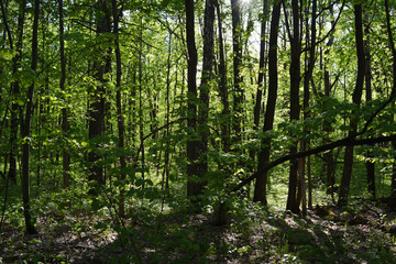 Fototapeta na wymiar Beautiful lush green forest with deciduous trees in spring.