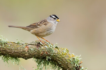 White-crowned Sparrow, Zonotrichia leucophrys pugetensis