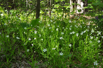Stellaria media, chickweed, flowering plant with white flowers in spring forest