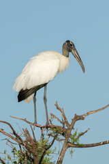 Wood Stork, Mycteria americana