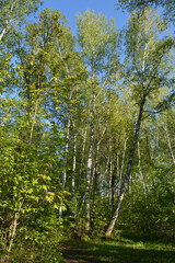 Beautiful spring landscape with birch trees with fresh green leaves. Picturesque view of forest in sunny day