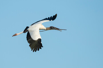 Wood Stork, Mycteria americana