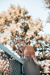 Obraz premium Tabby ginger white cat sits on a stone fence and looks around in the park. Homeless and stray cat on the street. Vertical photo orientation