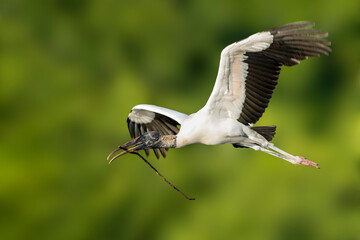 Wood Stork, Mycteria americana