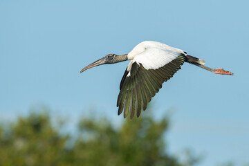Wood Stork, Mycteria americana