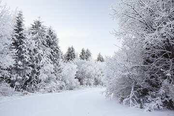 winter forest landscape covered with snow, december christmas nature white background