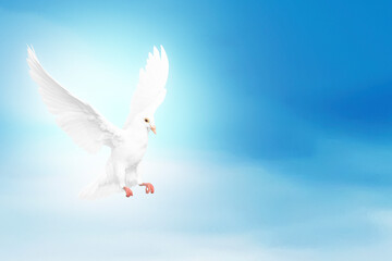 Fototapeta na wymiar Pigeon flying