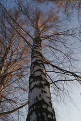 Fototapeta premium View from below on tall trunk of birch tree in early spring.