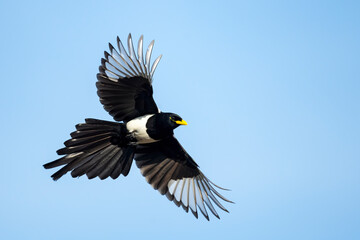 Yellow-billed Magpie, Pica nutalli