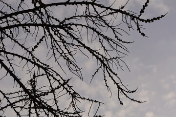 Black branches of sea ​​buckthorn on the background of grey clouds