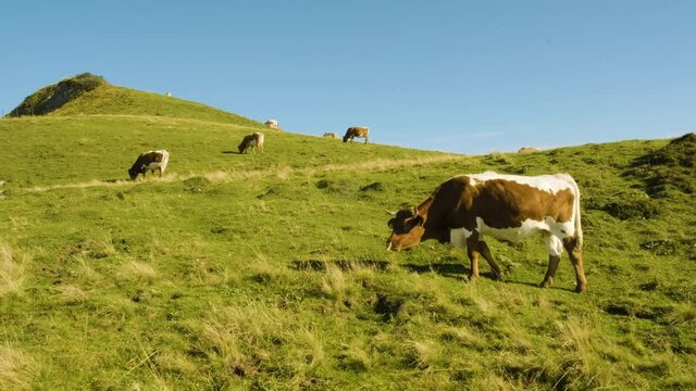 Cattle Herd Grazing on Beautiful Green Hilly Pasture Blowing in Wind With Blue Sky. Velika Planina, Slovenia.