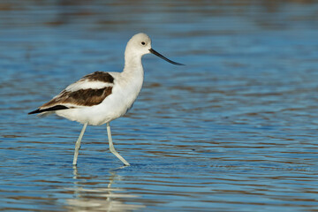 American Avocet, Recurvirostra americana