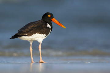 American Oystercatcher, Haematopus palliatus