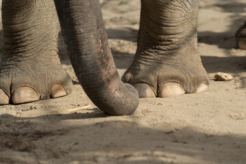 象の足