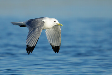 Pacific Black-legged Kittiwake, Rissa tridactyla pollicaris