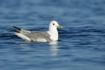 Pacific Black-legged Kittiwake, Rissa tridactyla pollicaris