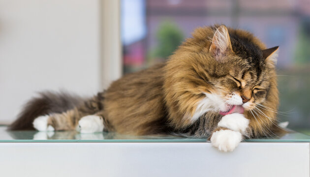 Cute female cat with brown and white hair in relax time, cleaning time