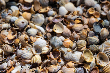 Background of seashells on the black sea coast of the Republic of Crimea, Russia.