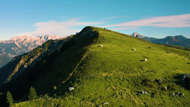 Aerial Parallax Shot of Cow's Herd on Top of the Hill Surrounded with Alps and Forest in the Background. Velika Planina, Slovenia.
