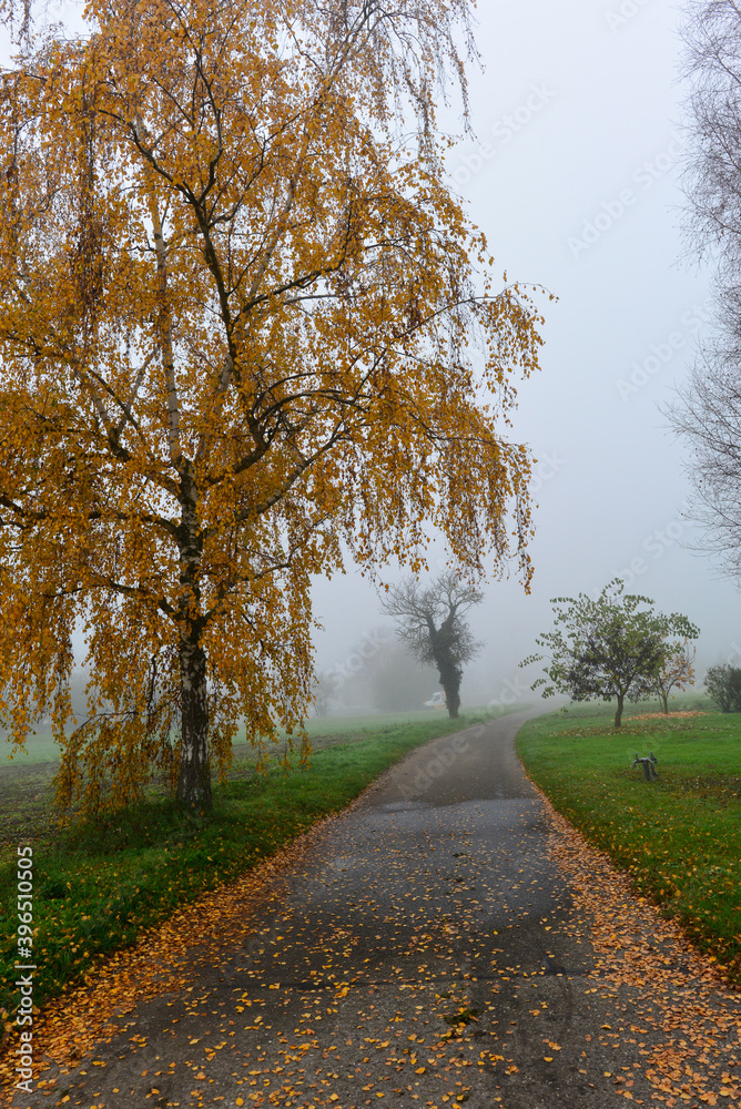 Wall mural Herbststimmung Insel Reichenau im Bodensee