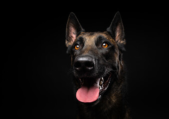 Portrait of a Belgian shepherd dog on an isolated black background.