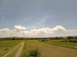 Obraz premium view of rice fields with blue sky after harvest
