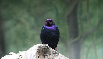 A close-up shot of a purple Starling. Lamprotornis purpureus