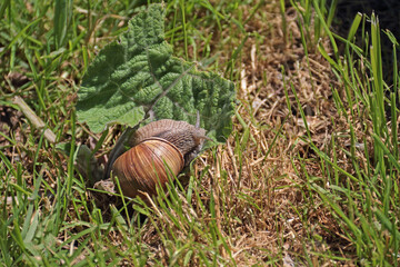 Weinbergschnecke